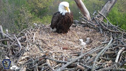 Hanover Eagles Live Cam - Apr 20, 2026, 3:39pm EDT