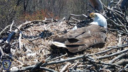 Hanover Eagles Live Cam - Apr 10, 2026, 12:42pm EDT