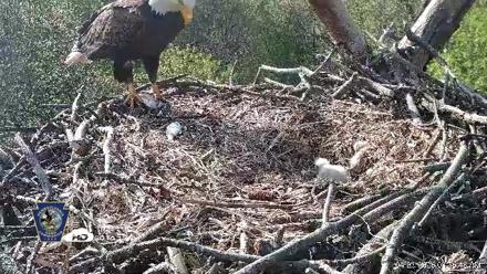 Hanover Eagles Live Cam - Apr 20, 2026, 8:57am EDT