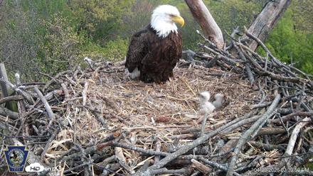 Hanover Eagles Live Cam - Apr 20, 2026, 3:40pm EDT