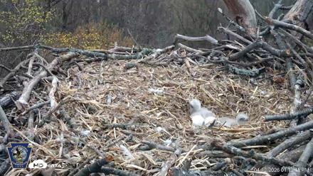 Hanover Eagles Live Cam - Apr 13, 2026, 1:13pm EDT