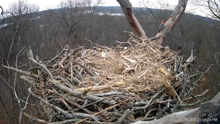 Hanover Eagles Live Cam - Jan 16, 2026, 1:13pm EST