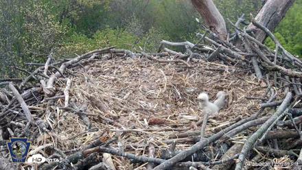 Hanover Eagles Live Cam - Apr 20, 2026, 12:21pm EDT
