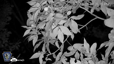 Hanover Eagles Live Cam - Aug 20, 2026, 8:27pm EDT