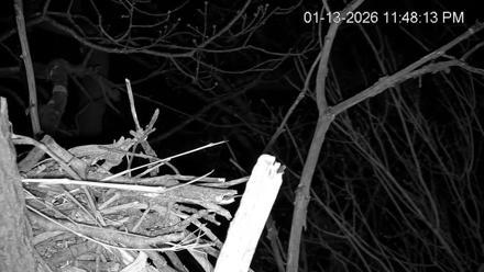 Hanover Eagles Live Cam - Jan 13, 2026, 11:48pm EST