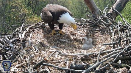 Hanover Eagles Live Cam - Apr 17, 2026, 11:19am EDT