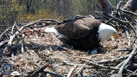 Hanover Eagles Live Cam - Apr 14, 2026, 11:49am EDT