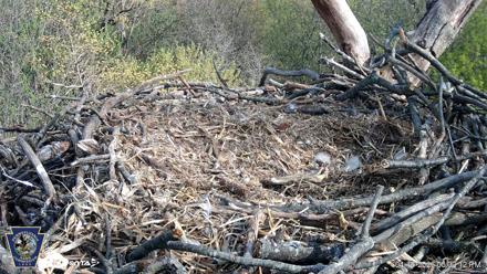 Hanover Eagles Live Cam - Apr 16, 2026, 5:02pm EDT