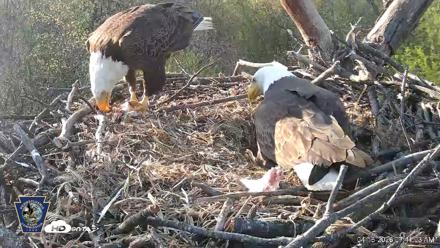 Hanover Eagles Live Cam - Apr 16, 2026, 7:41am EDT