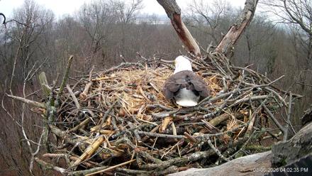 Hanover Eagles Live Cam - Mar 6, 2026, 4:03pm EST