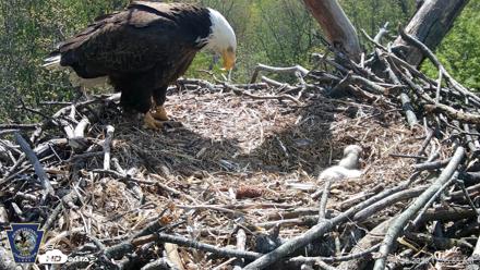 Hanover Eagles Live Cam - Apr 20, 2026, 11:36am EDT