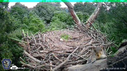 Hanover Eagles Live Cam - May 26, 2026, 5:06pm EDT