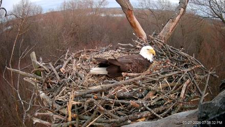 Hanover Eagles Live Cam - Mar 27, 2026, 7:39pm EDT