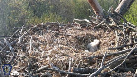 Hanover Eagles Live Cam - Apr 16, 2026, 7:59am EDT