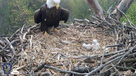 Hanover Eagles Live Cam - Apr 17, 2026, 11:16am EDT