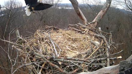 Hanover Eagles Live Cam - Dec 10, 2025, 10:30am EST