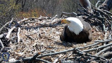 Hanover Eagles Live Cam - Apr 12, 2026, 1:29pm EDT