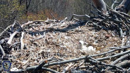 Hanover Eagles Live Cam - Apr 12, 2026, 1:22pm EDT