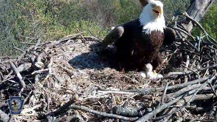 Hanover Eagles Live Cam - Apr 17, 2026, 4:18pm EDT