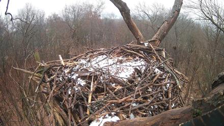 Hanover Eagles Live Cam - Dec 2, 2025, 2:20pm EST