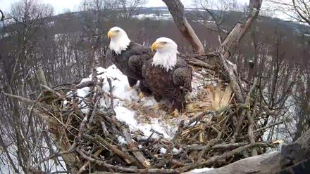 Hanover Eagles Live Cam - Dec 15, 2025, 12:37pm EST