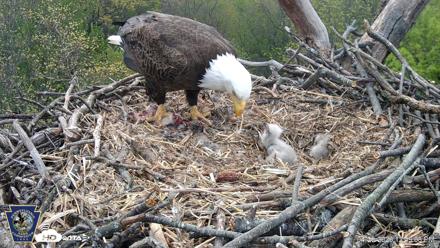 Hanover Eagles Live Cam - Apr 20, 2026, 12:49pm EDT