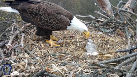 Hanover Eagles Live Cam - Apr 13, 2026, 11:40am EDT