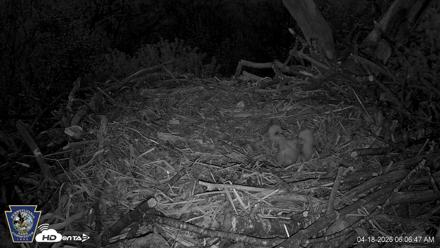 Hanover Eagles Live Cam - Apr 18, 2026, 6:06am EDT