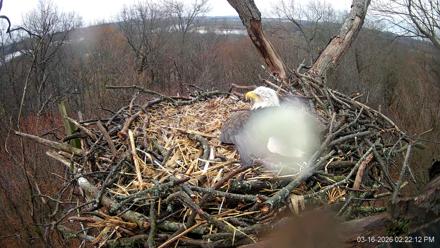 Hanover Eagles Live Cam - Mar 16, 2026, 2:22pm EDT