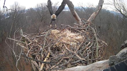 Hanover Eagles Live Cam - Dec 6, 2025, 11:14am EST