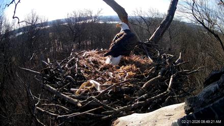 Hanover Eagles Live Cam - Feb 21, 2026, 8:50am EST