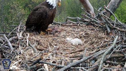 Hanover Eagles Live Cam - Apr 19, 2026, 2:40pm EDT