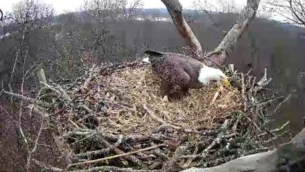Hanover Eagles Live Cam - Jan 3, 2026, 3:31pm EST