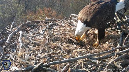 Hanover Eagles Live Cam - Apr 11, 2026, 8:00am EDT