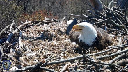 Hanover Eagles Live Cam - Apr 10, 2026, 12:28pm EDT