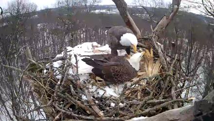 Hanover Eagles Live Cam - Dec 15, 2025, 12:39pm EST