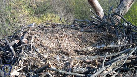 Hanover Eagles Live Cam - Apr 16, 2026, 5:17pm EDT