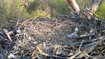 Hanover Eagles Live Cam - Apr 16, 2026, 6:38pm EDT