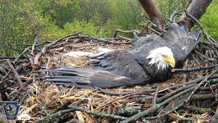 Hanover Eagles Live Cam - Apr 19, 2026, 9:54am EDT