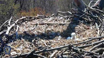 Hanover Eagles Live Cam - Apr 12, 2026, 11:42am EDT