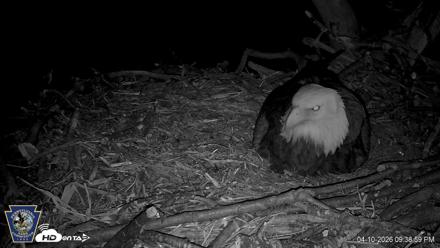 Hanover Eagles Live Cam - Apr 10, 2026, 9:39pm EDT