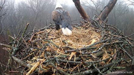 Hanover Eagles Live Cam - Mar 4, 2026, 4:34pm EST