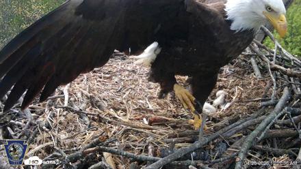 Hanover Eagles Live Cam - Apr 20, 2026, 10:08am EDT
