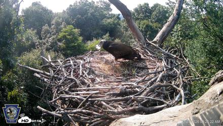 Hanover Eagles Live Cam - Jul 27, 2026, 9:26am EDT