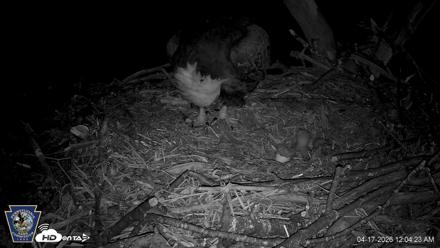 Hanover Eagles Live Cam - Apr 17, 2026, 12:05am EDT