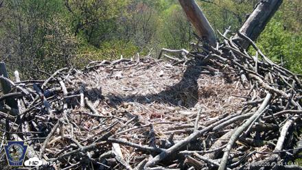 Hanover Eagles Live Cam - Apr 21, 2026, 11:45am EDT