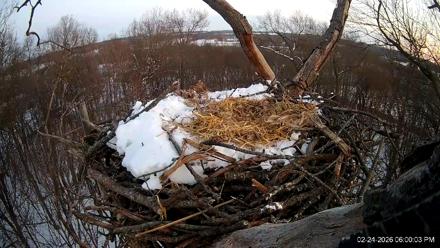 Hanover Eagles Live Cam - Feb 24, 2026, 6:01pm EST