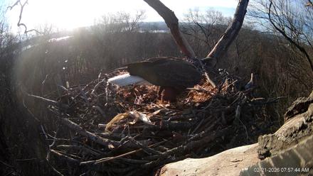 Hanover Eagles Live Cam - Feb 21, 2026, 7:57am EST