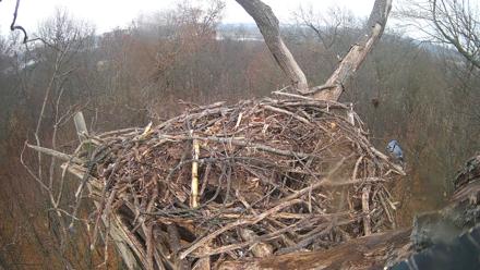 Hanover Eagles Live Cam - Nov 25, 2025, 2:33pm EST