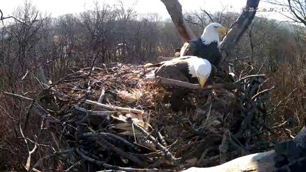 Hanover Eagles Live Cam - Dec 22, 2025, 9:01am EST